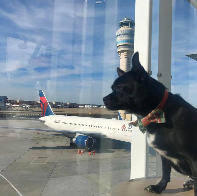 Spinnaker watching out of the window at the airport