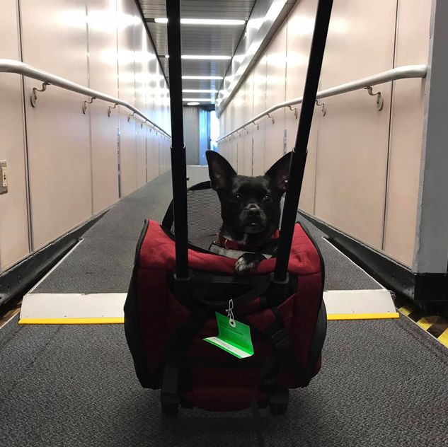 Spinnaker in the jetbridge boarding his flight