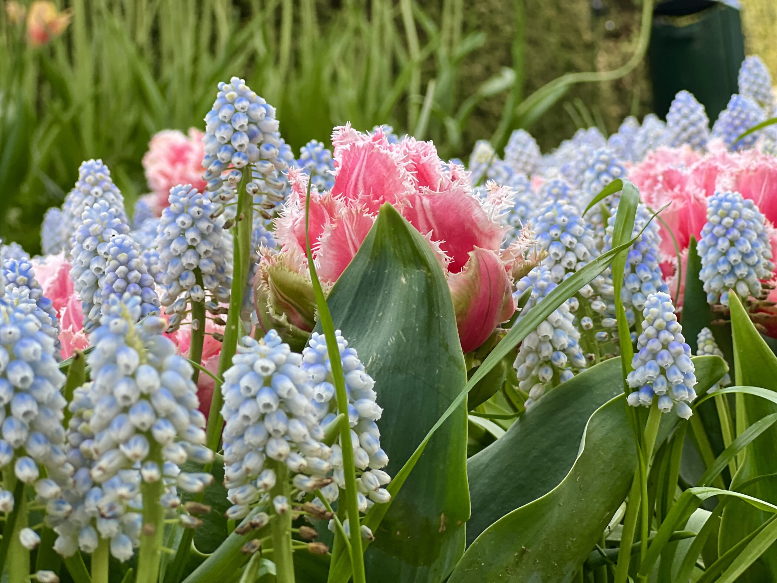 Flowers at Keukenhof Gardens