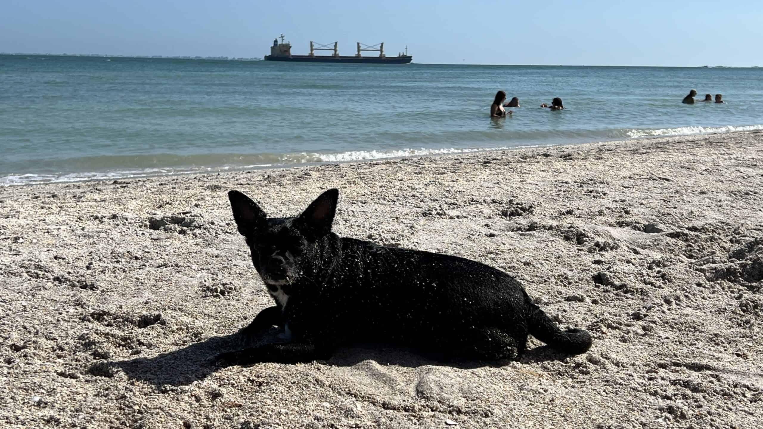 Spinnaker enjoying the paw beach at Ft Desoto Beach St Petersburg