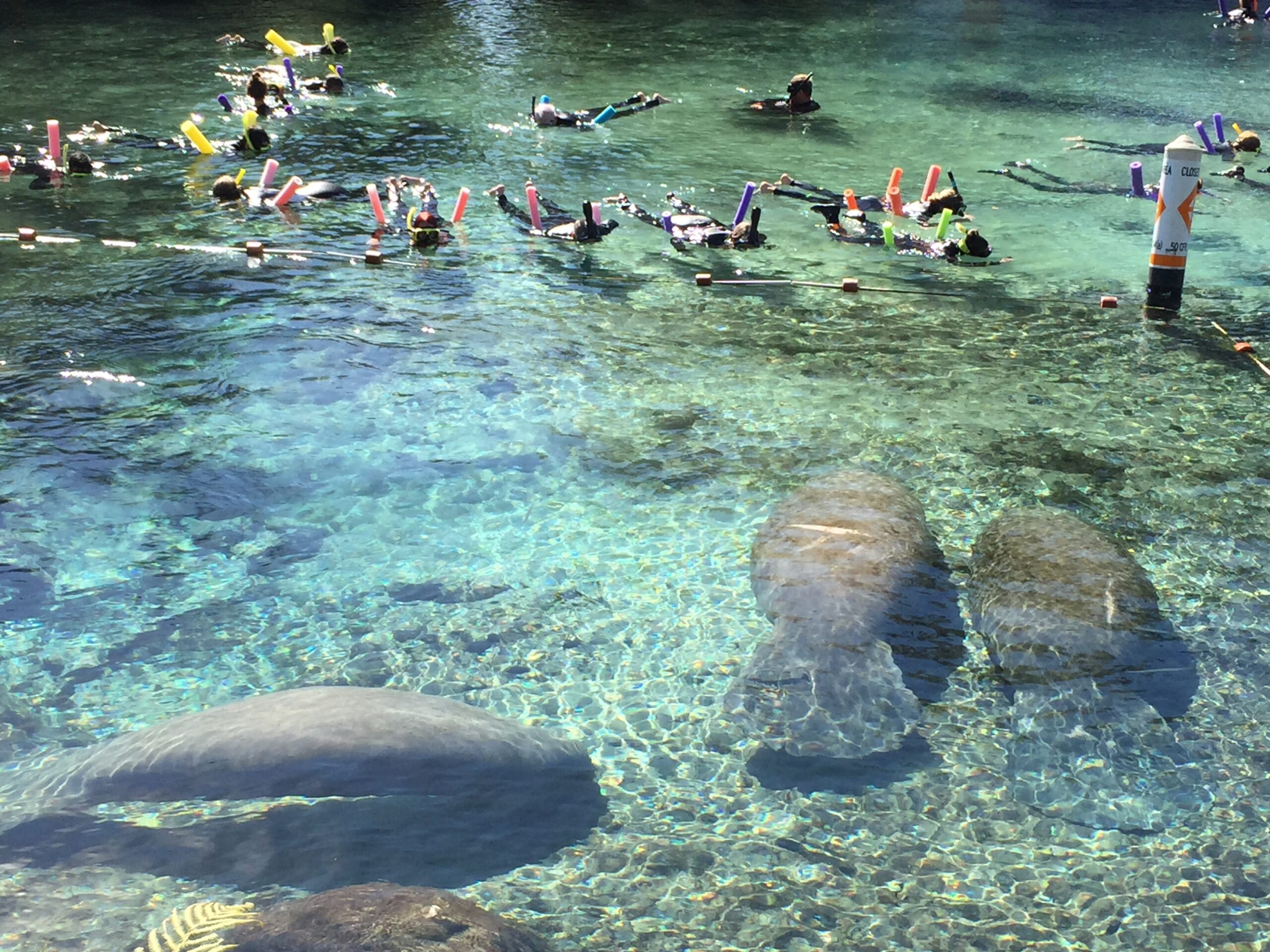 Manatees and swimmers looking from the boardwalk