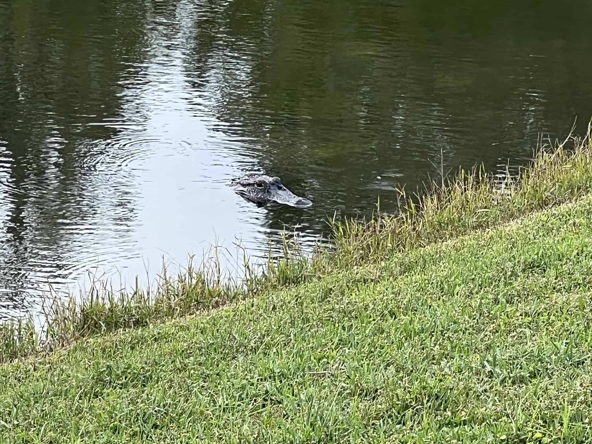 Is Clearwater Beach Safe? Avoid fresh water ponds where there may be alligators