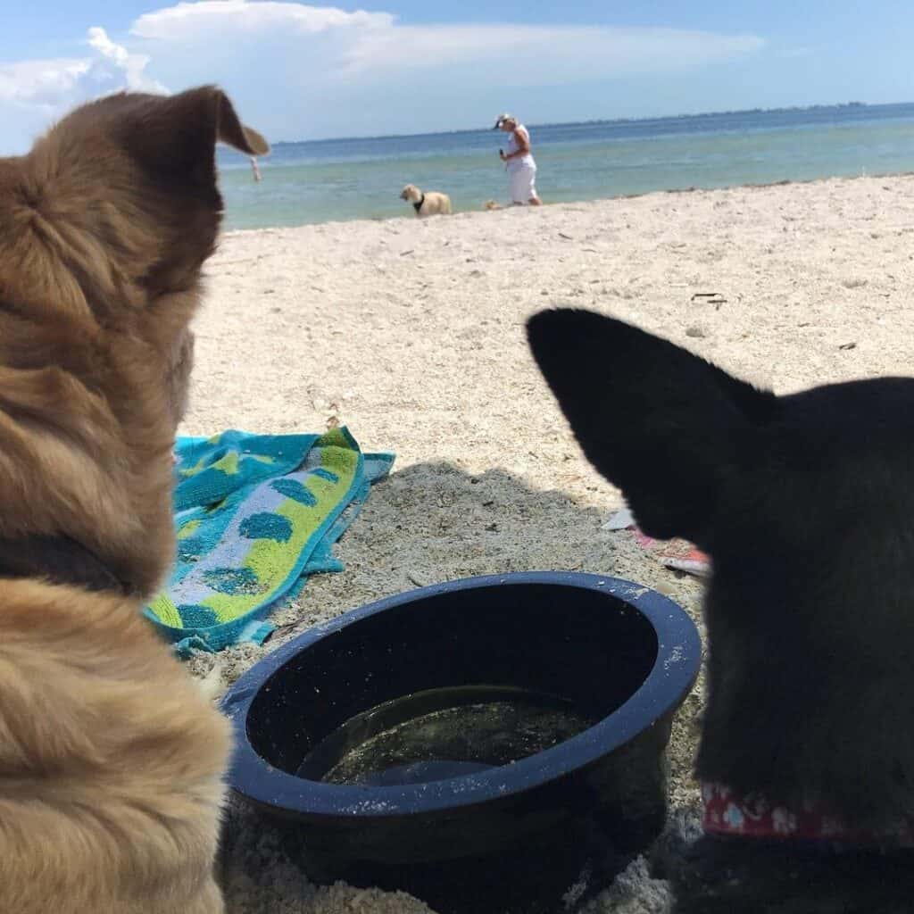 Snicker and Spinnaker enjoying a day at Ft. Desoto Dog beach on Tampa Bay