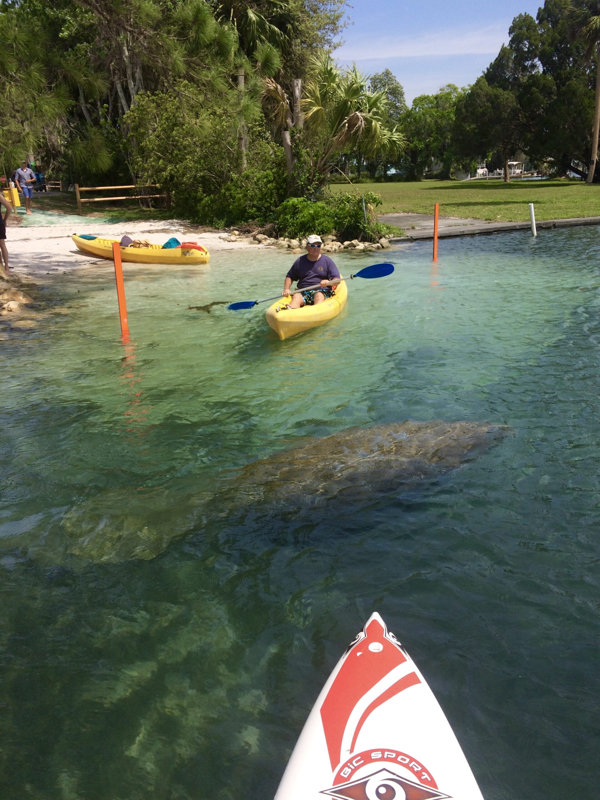 Hunter Springs Kayak launch area and a manatee! 