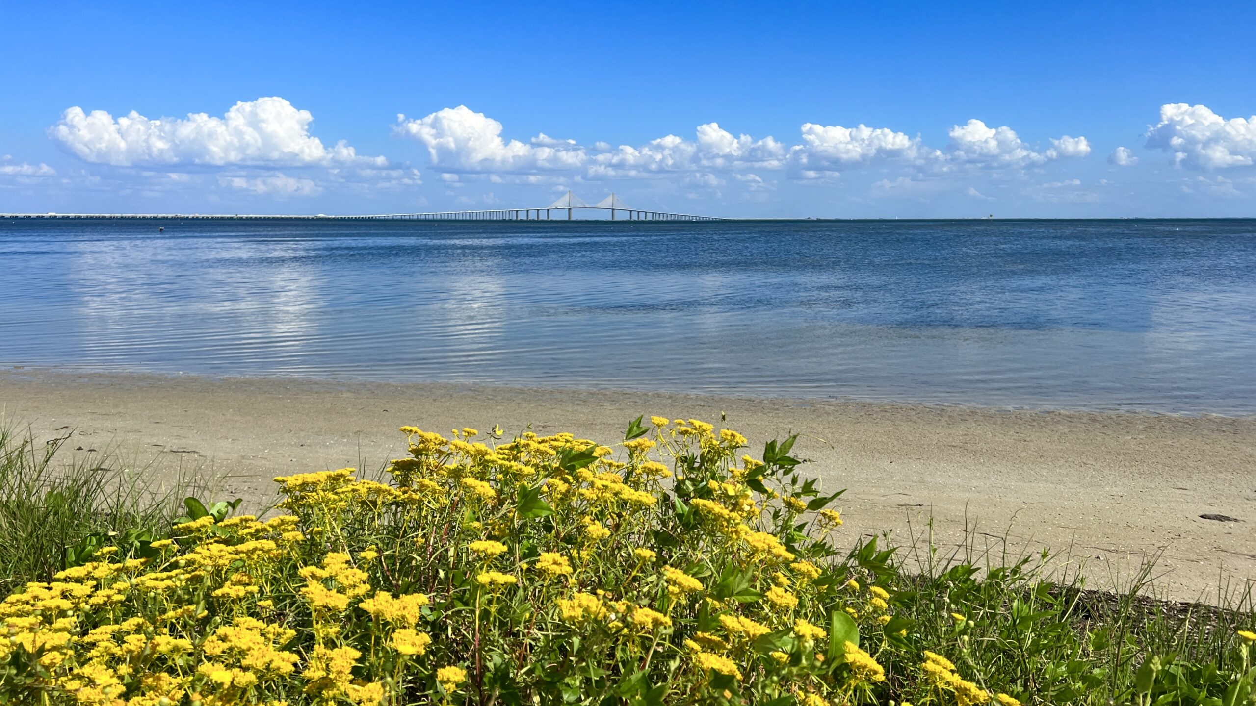 The Skyway Bridge in the distance spans Tampa Bay 