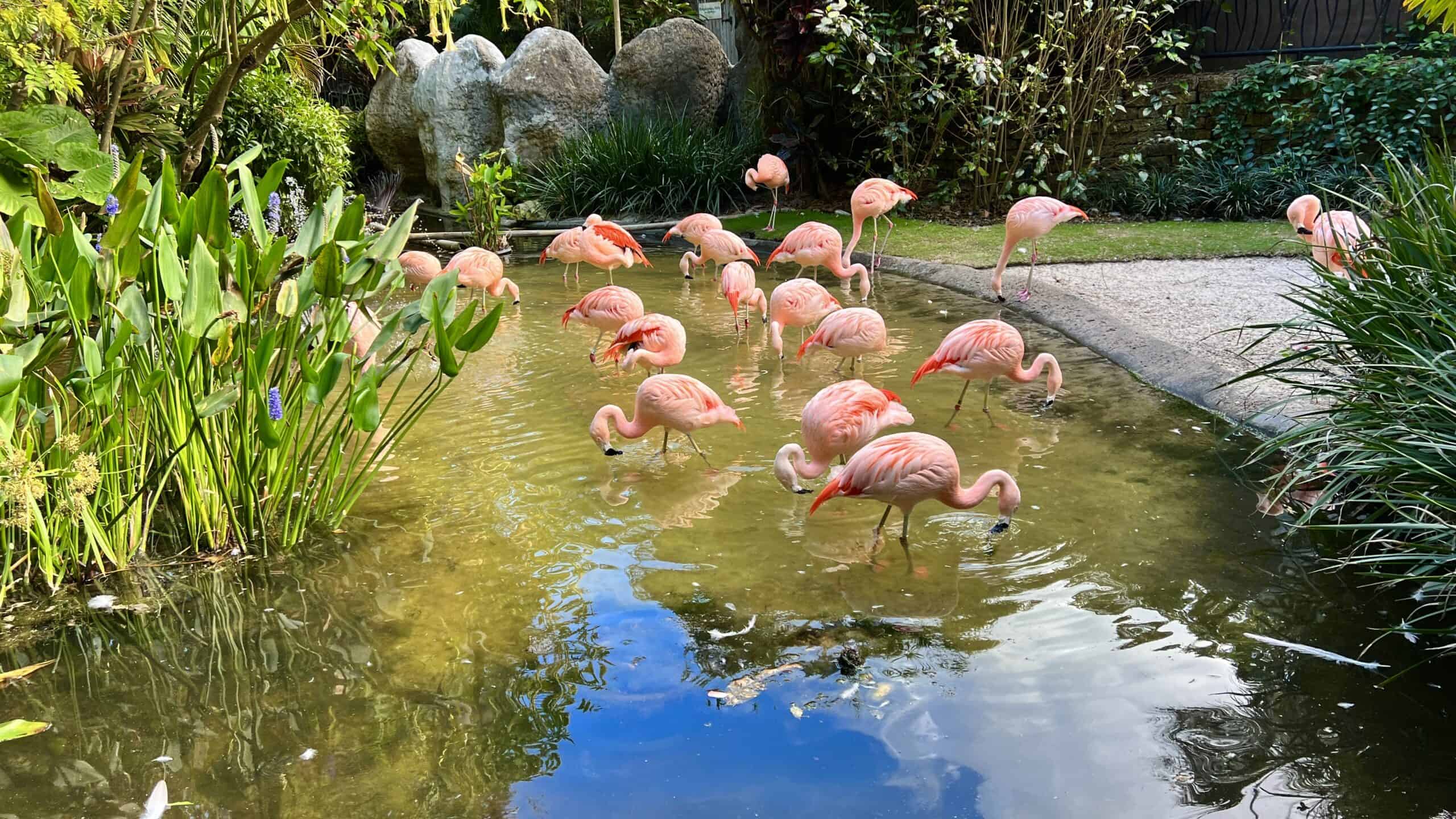 Flamingos at Sunken Gardens