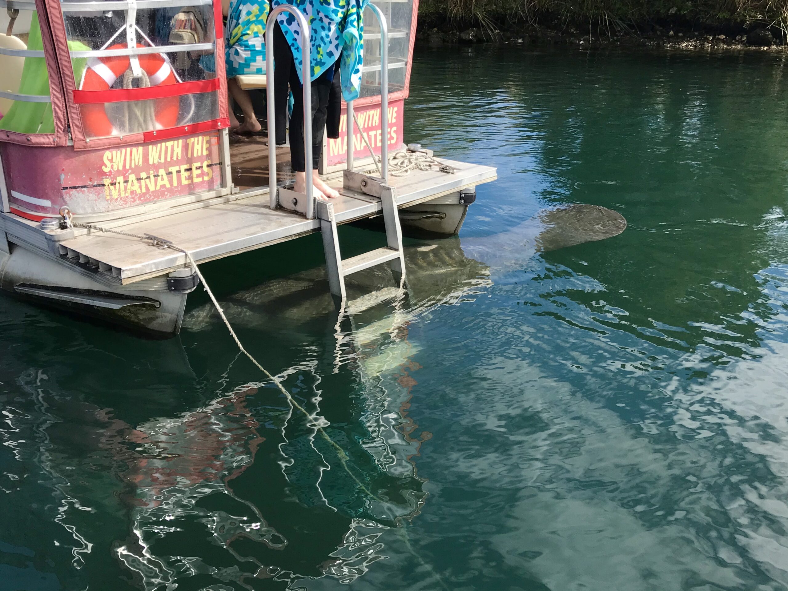 Manatees under the tour operator's boat in Crystal River