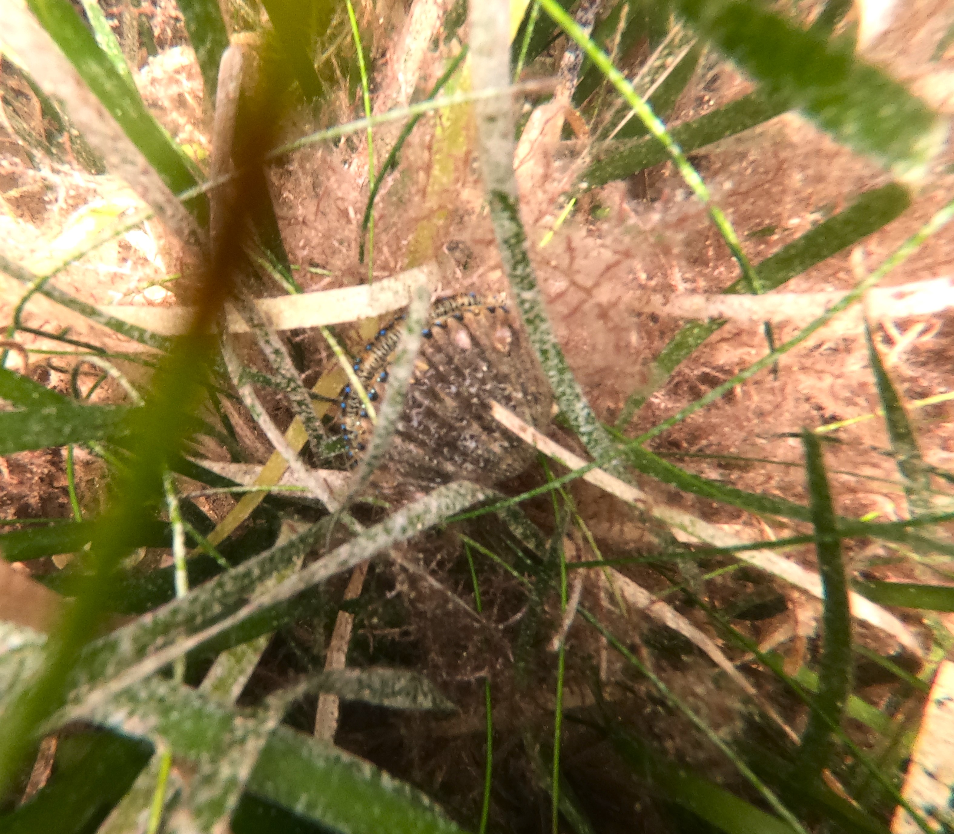 The iridescent eyes of a scallop in the seagrass