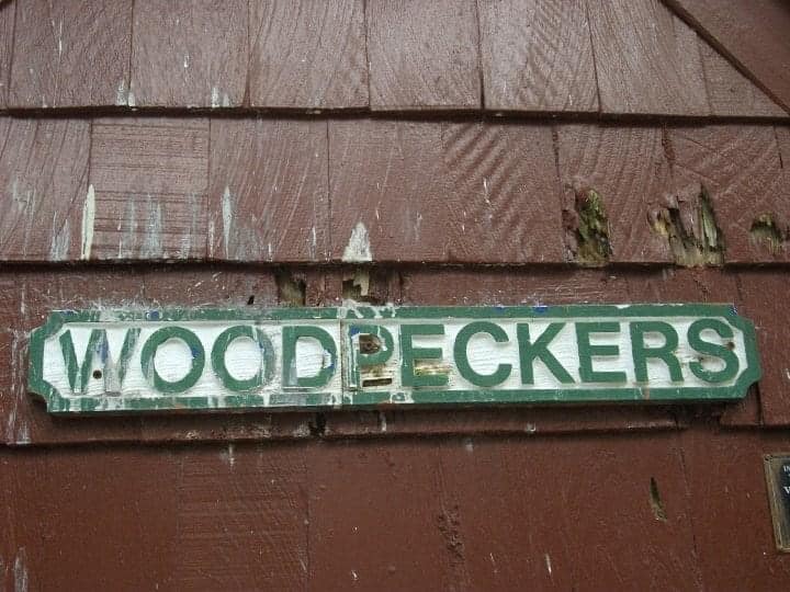 Chewed up woodpecker sign at the seabird sanctuary. 