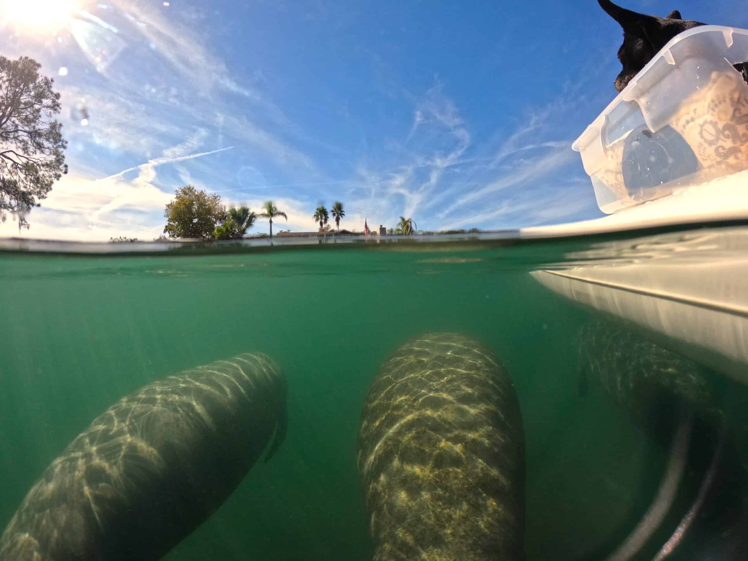 A couple of manatees spotted next to the paddle board.