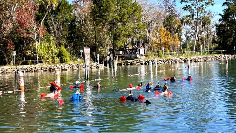 Swimmers observing the manatees in the springs.
