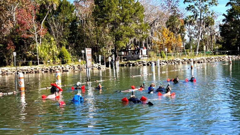 The Best Time To See Manatees In Crystal River