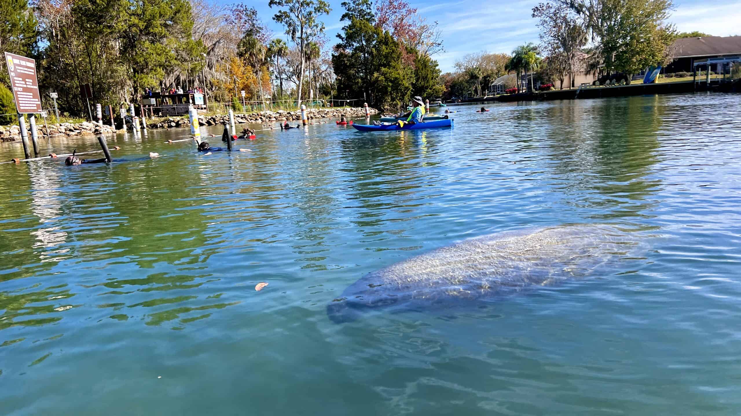 A manatee passes by kayakers. 