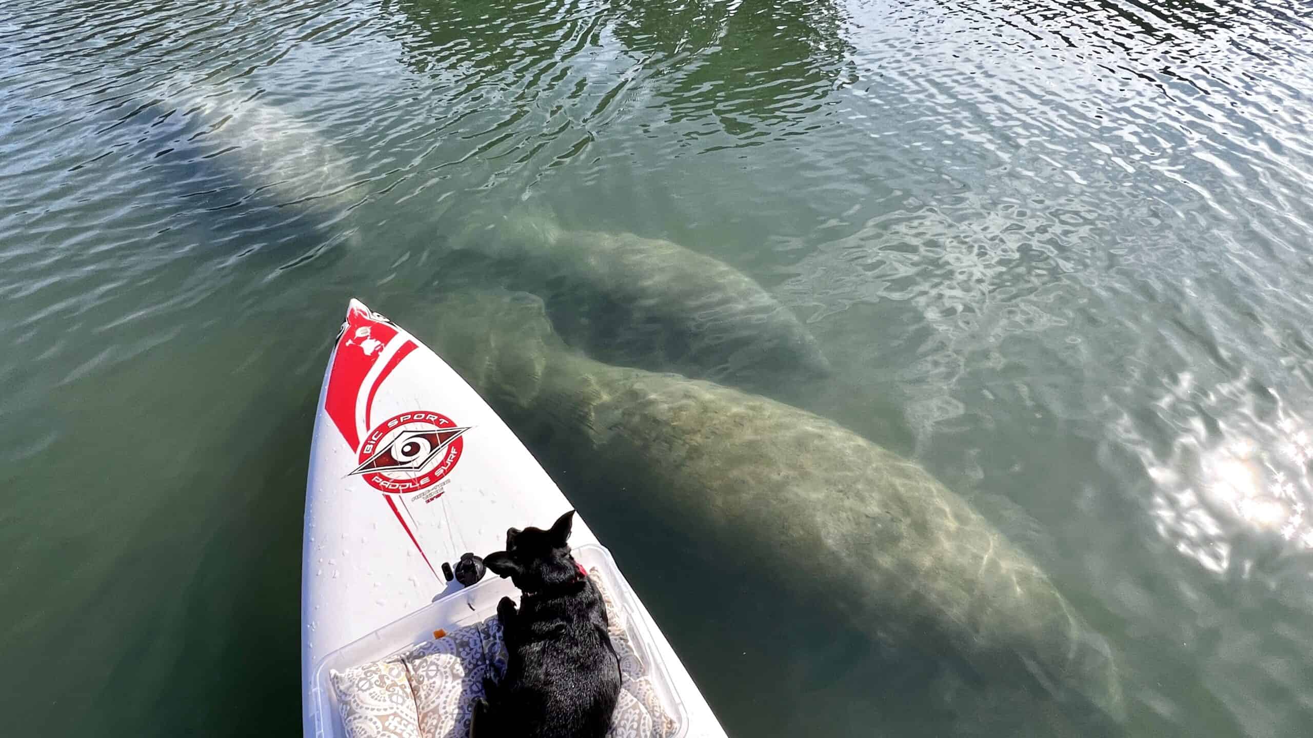 Manatees pass under fleurty girl's paddle board. 