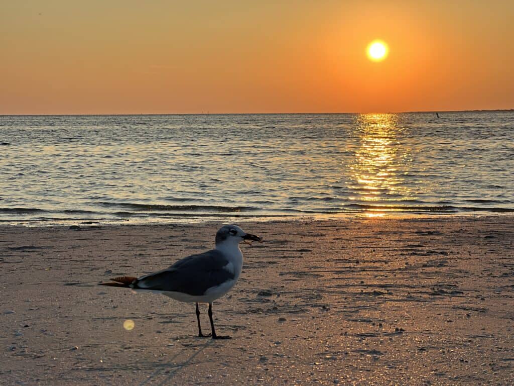 Seagull on the beach for sunset. 
