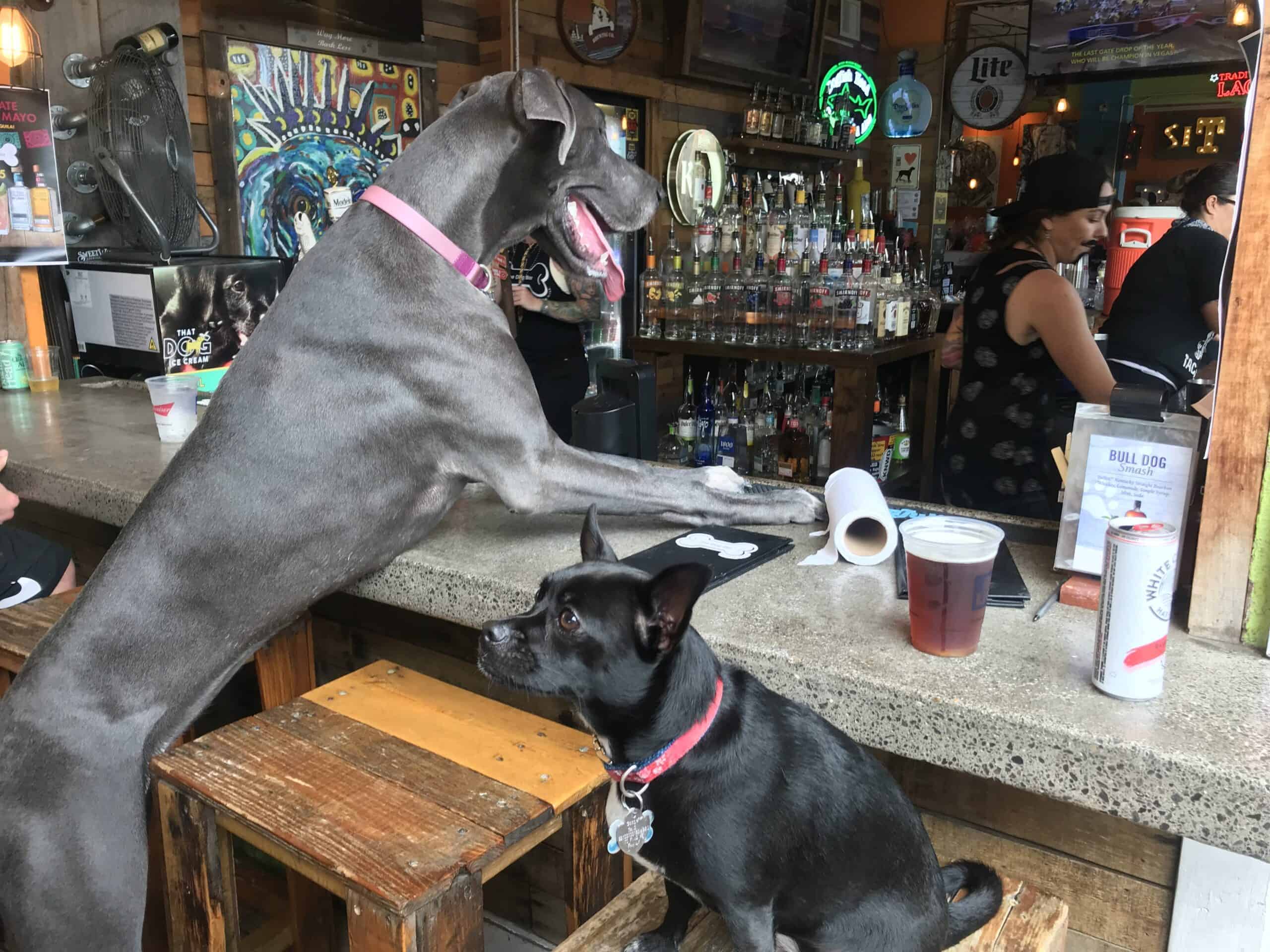 Two dogs at the Dog Bar