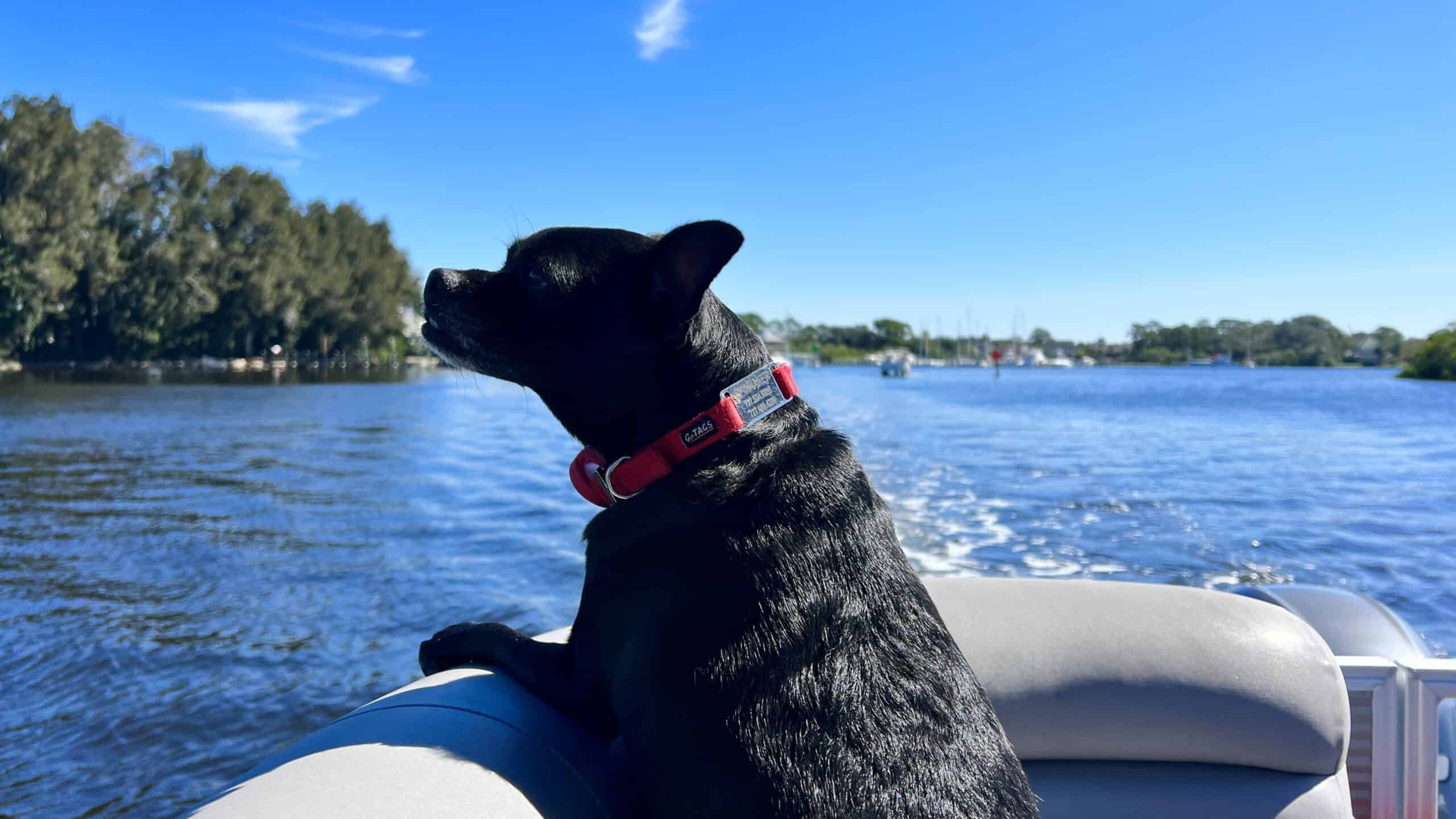 Spinnaker enjoying a pontoon ride