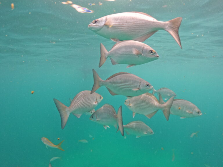 SCUBA Diving in Tampa Bay