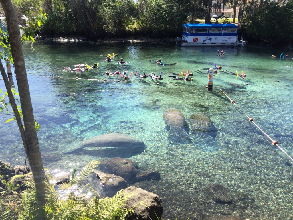 Manatees in the springs at Crystal River