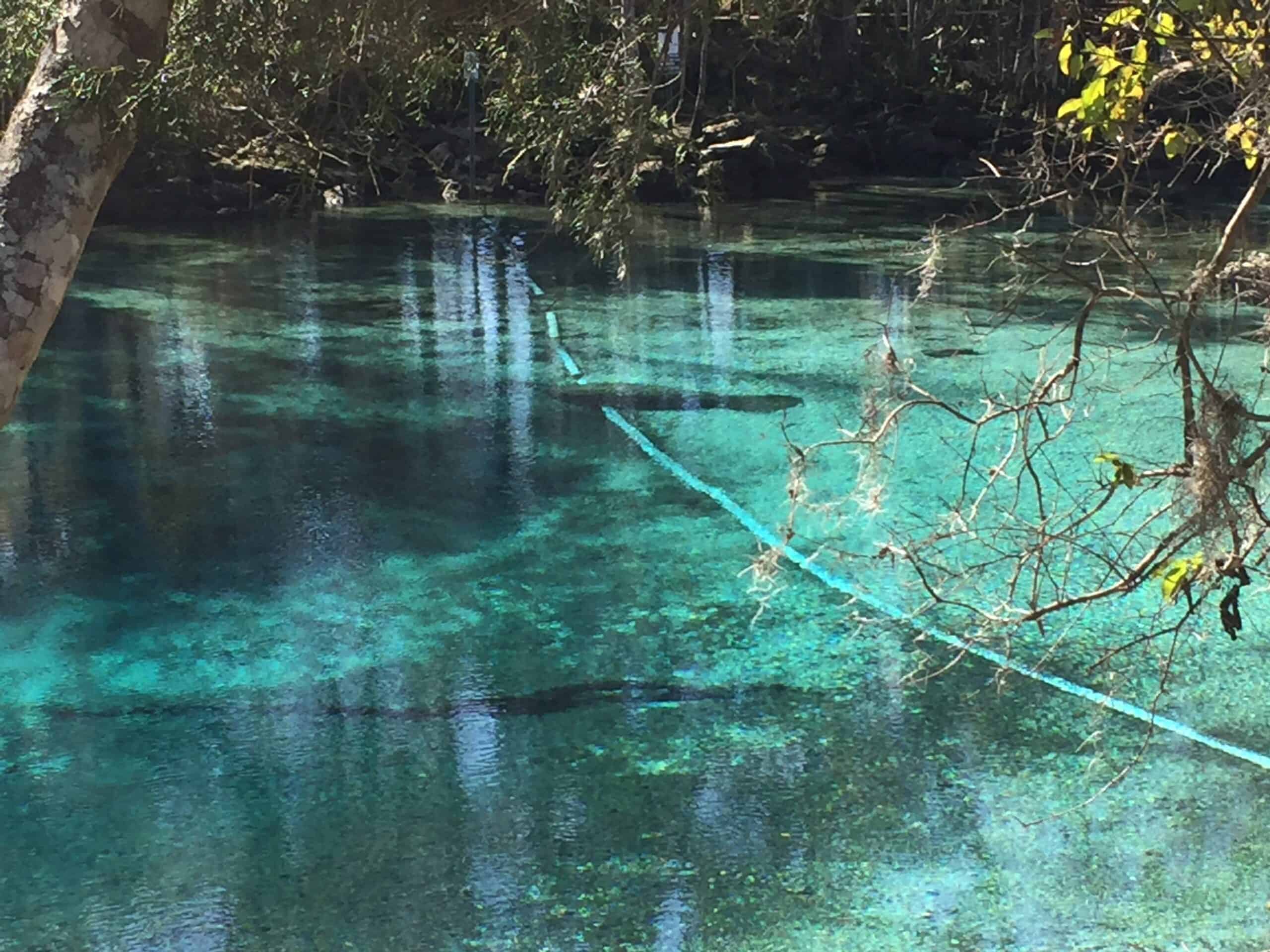 A manatee in three sister springs a hidden gem in crystal river