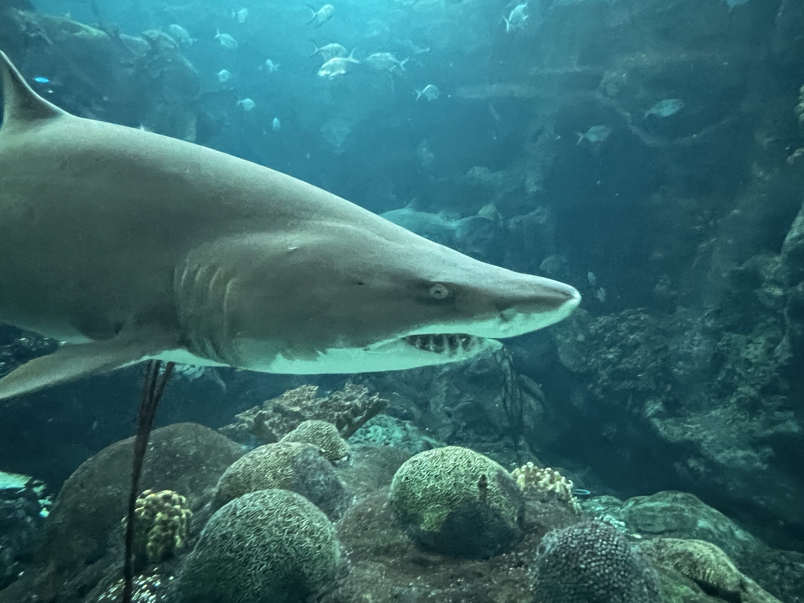 A shark at the Florida Aquarium.