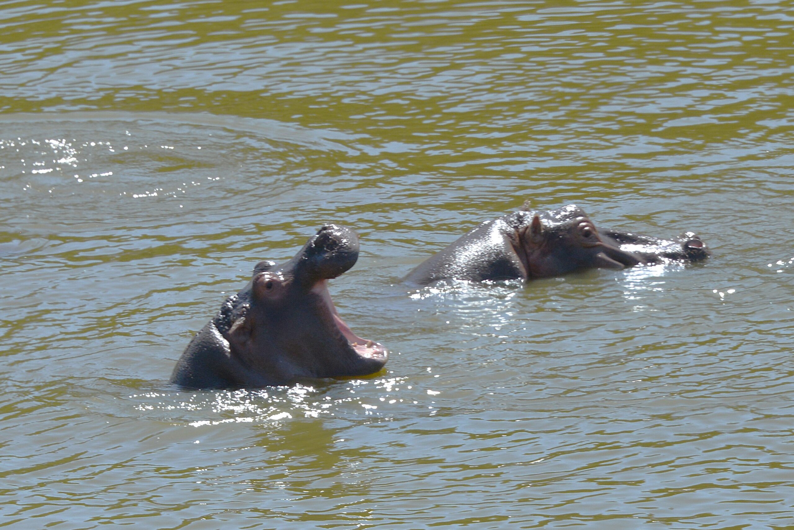 Hippos in the River